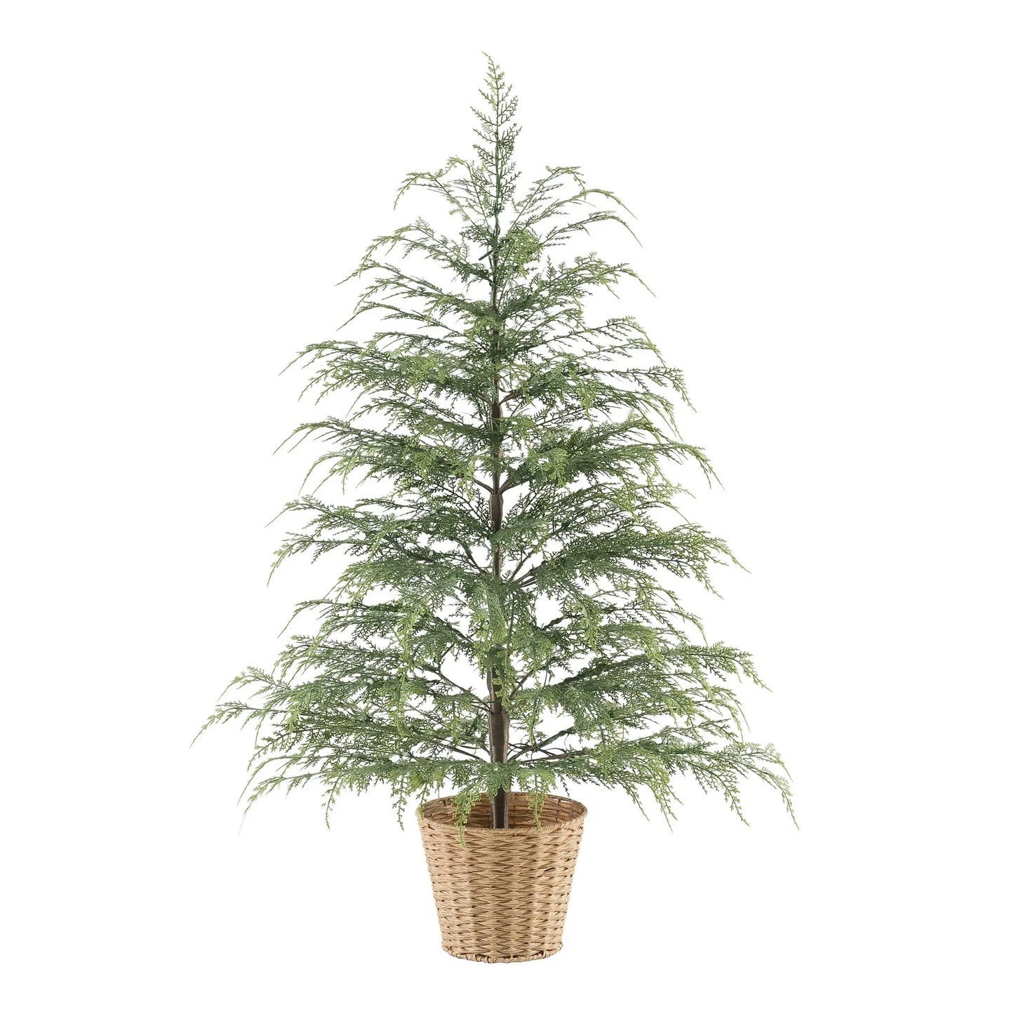 Potted 4ft Twinkle Cypress Tree