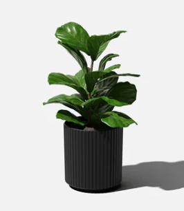 Demi Planter- 12"