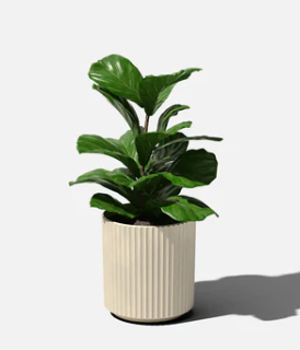 Demi Planter- 12"