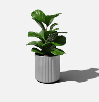 Demi Planter- 12"