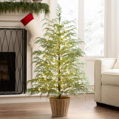 Potted 4ft Twinkle Cypress Tree