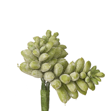 7" Sedum Pick