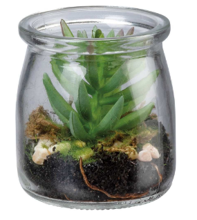 Jar Succulent