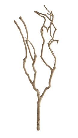 Natural Tea Tree Branch